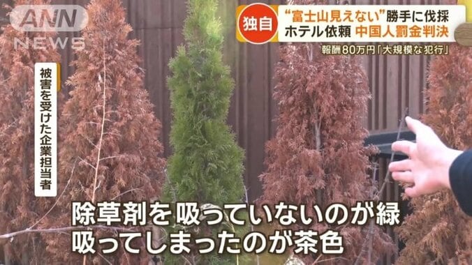 除草剤の影響を受けた植栽