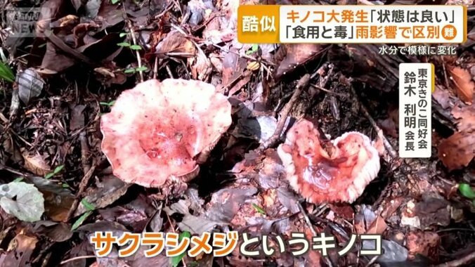 「有名な食用キノコ」