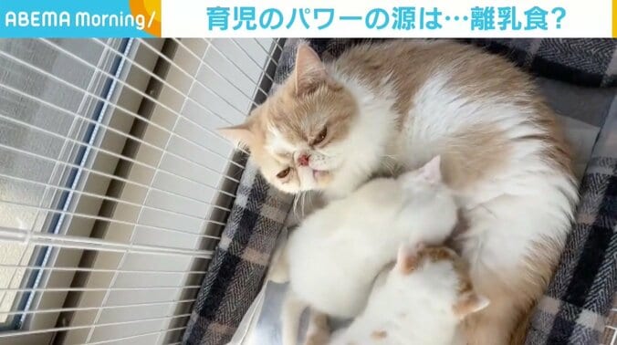 子どもたちの離乳食を完食！ 満足顔で母乳を与える母猫 飼い主「離乳食は早かったかな」 1枚目