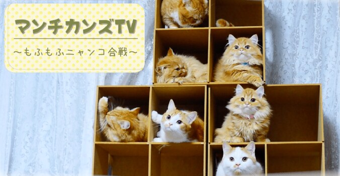 もふもふ“猫マンション”で大合戦にゃ！　寝床や自動トイレに興奮するマンチカンズ 1枚目