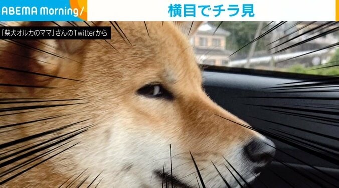 運転中の飼い主を“横目で見つめてくる”柴犬 なんとも言えない表情に「エジプトの絵みたいw」「盛大に吹きました」爆笑の声 1枚目