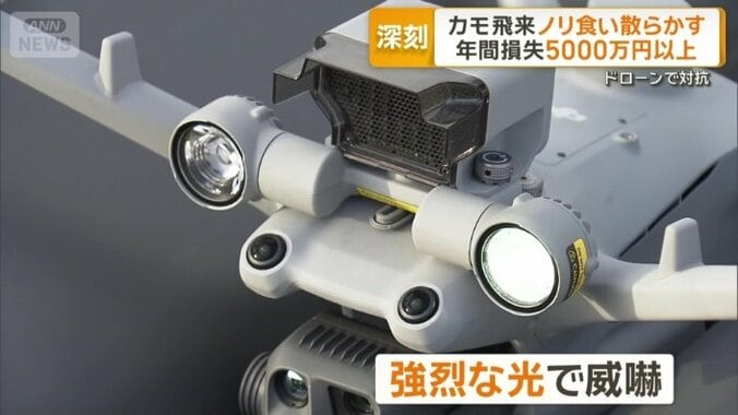 強烈な光でカモを威嚇