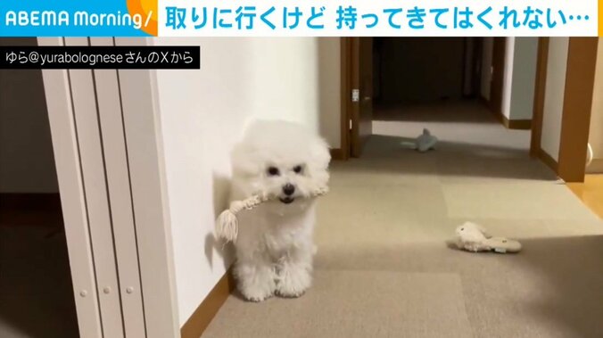 1歳になる犬のゆらちゃん