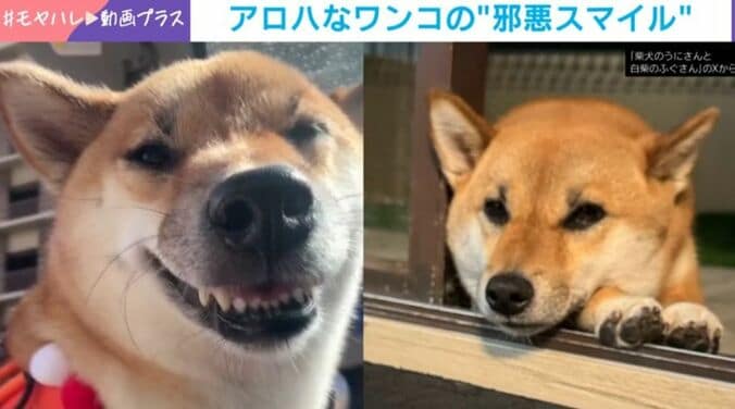 柴犬・うにちゃん