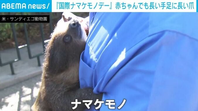 ナマケモノ