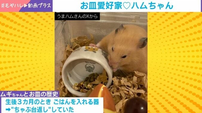 ハムスターのムギちゃん