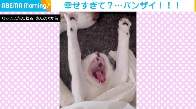 猫のくぅちゃん