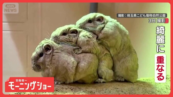 仲間とピッタリ重なる“砂漠の妖精”　もっちりキュートな「グンディ」って知ってる？ 1枚目