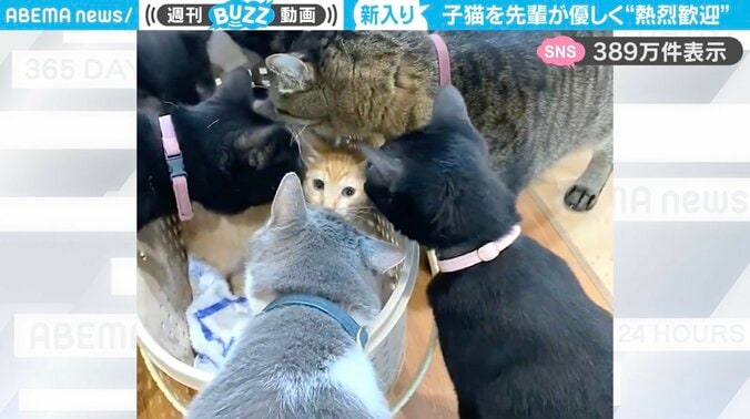 猫スペース きぶん屋