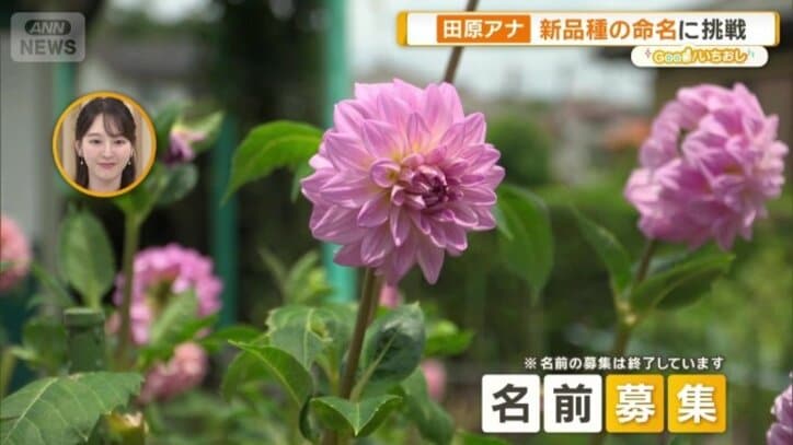 名前を募集していたダリア