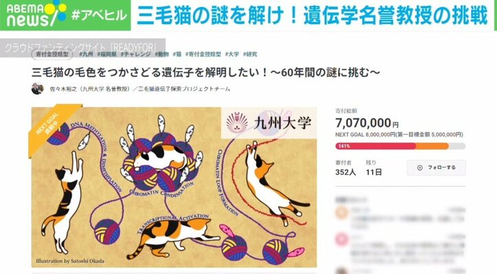 三毛猫の毛はなぜ3色? 「長年解き明かしたいと思っていた」 名誉教授の熱量高い研究プロジェクトに700万円超集まる