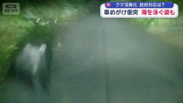 飛び出してきたクマ