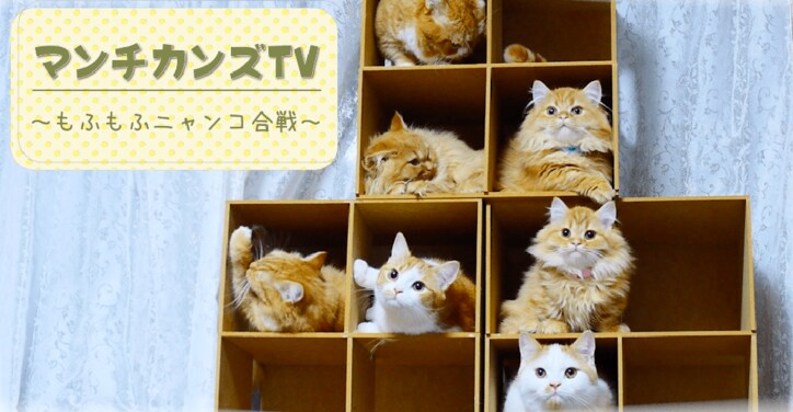 もふもふ“猫マンション”で大合戦にゃ！　寝床や自動トイレに興奮するマンチカンズ