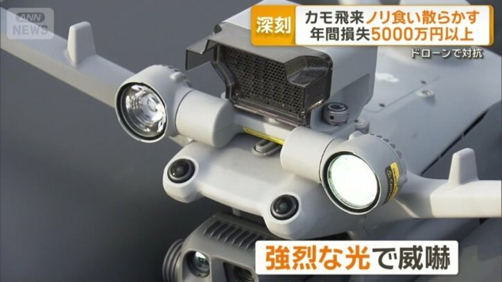 強烈な光でカモを威嚇