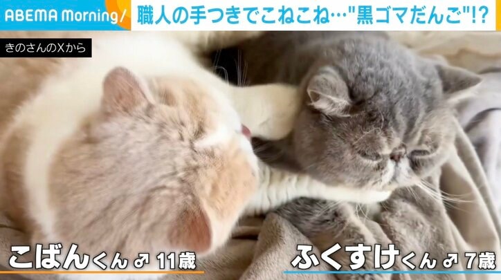 【写真・画像】職人?後輩猫の顔を一心不乱に“こねる”先輩猫の姿に「後ろ脚も使ってるw」と反響 2枚目