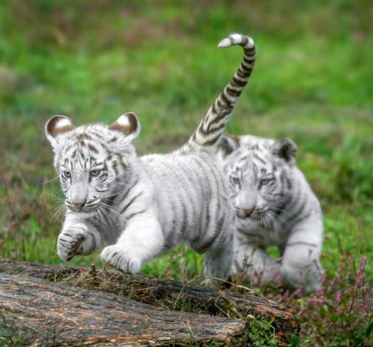 写真・画像】＜※猛獣です＞ホワイトタイガーの写真集『とらのこ』が