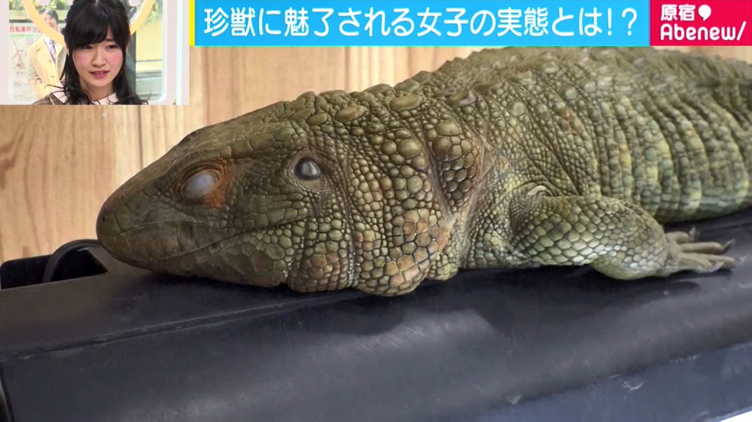 インテリアとしての魅力も 増加する 珍獣女子 悩みは エサのゴキブリが増えすぎる 国内 Abema Times