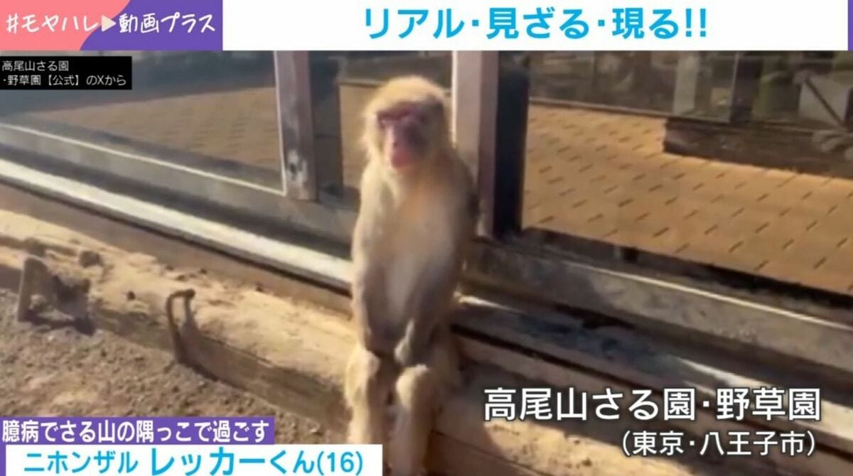 おさる 成長！ - 日立市かみね動物園公式ブログ