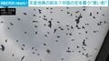 「天変地異の前兆？」空が一変…無数の“カラスの大群”が市街地を覆う瞬間→不安を訴える声が殺到 中国