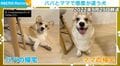 パパとママで態度が180度違うコーギーの4年後…“妹思いのお兄ちゃん”へ成長した姿が話題に