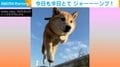 華麗な跳躍！ 柴犬の「今日のジャンプ」に反響 溝のフタを飛ぶ瞬間を撮影