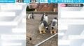 「あ、どうも」見つめ合ってペコリ… ペンギンが人間のように“お辞儀”　挨拶とは違うコミュニケーション方法だった