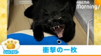 【映像】前足をクロスして可愛らしい表情の黒猫（くりっとした目で見つめる姿も）