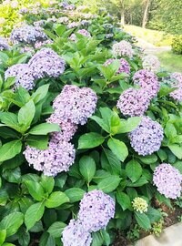 市川海老蔵『”作品”』