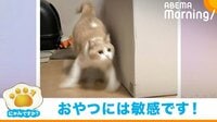 【映像】おやつを察知した瞬間に俊敏すぎる動きを見せる猫