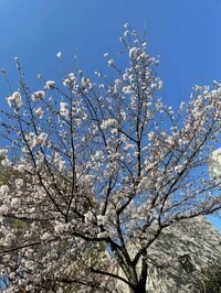 研ナオコ『春よ来い』