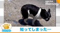 【映像】噴水でワンコが“珍行動”