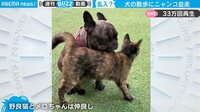 【映像】寄り添って散歩を楽しむ二匹