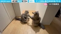 【映像】2匹が繰り広げた“ゆる”バトル