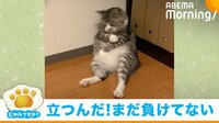 ろくくん、「副反応がつらい猫」として大反響
