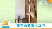 「にゃんですか」壁走り編