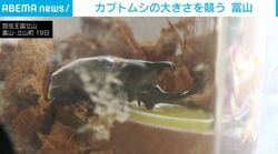 カブトムシの大きさを競う 富山