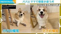 パパとママで態度が180度違うコーギーの4年後…“妹思いのお兄ちゃん”へ成長した姿が話題に