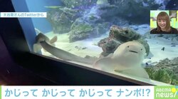 「かまってよぉ…」水族館で出会ったサメが痛そうだけどカワイイ 飼育担当を取材