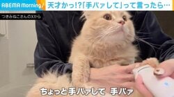 飼い主「手パァにして」→猫の“驚きの行動”に「さすがに天才すぎるだろ」「確実に理解してる！」など大絶賛の声