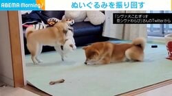 妹・豆柴がぬいぐるみを“ブルンブルン” 何度も兄の顔面に激突もノンストップ