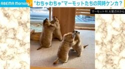 わちゃわちゃ…マーモットの“けんか”が2組同時に勃発している様子に「タッグマッチ！」「貴重！これは永久保存だ」など反響