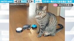 「これは恋や…」亀がスケボーでスゴ技を披露するも、猫は“無視”する様子に「めっちゃアピールしててカワイイ」「亀って表情豊かなんですね...」と反響