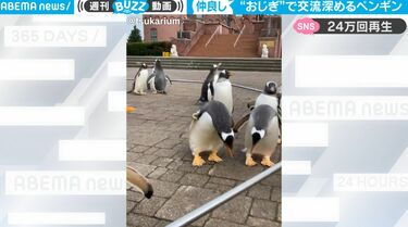 あ、どうも」見つめ合ってペコリ… ペンギンが人間のように“お辞儀” 挨拶とは違うコミュニケーション方法だった | 話題 | ABEMA TIMES |  アベマタイムズ