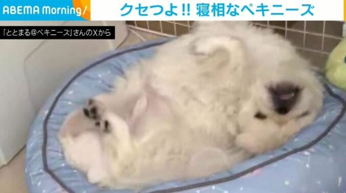 ペキニーズのととまるくん