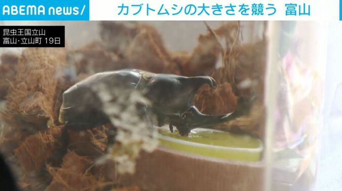カブトムシ