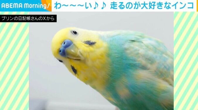 セキセイインコのプリンちゃん（6）