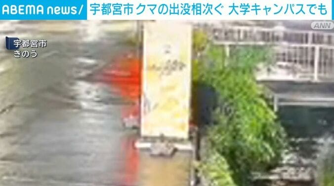 クマ
