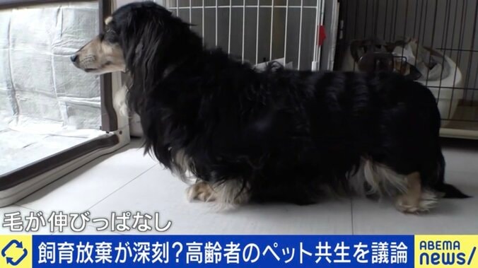 「高齢者はペットを飼っちゃダメ？」深刻化する飼育放棄の実態とは 2枚目