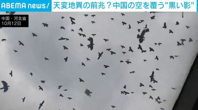 カラスの大群