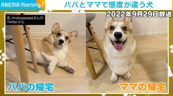 コーギーのひなたくん
